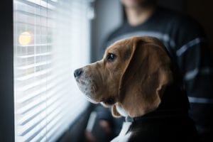 Beagle looking trough window