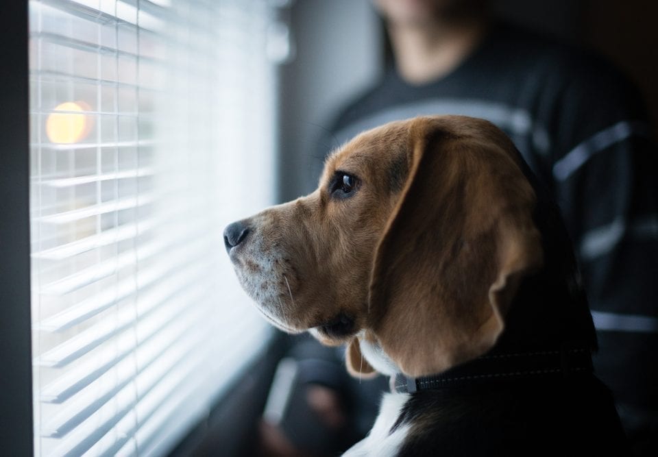 Beagle looking trough window